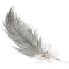 piuma_100x100