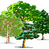 alberi